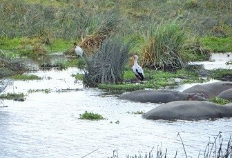 Ngorongoro Crater Animals ngorongoro crater animals - wildlife tour tanzania